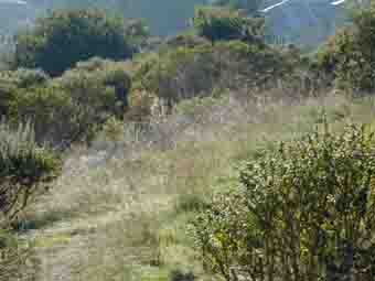making a meadow