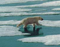 near the icecap